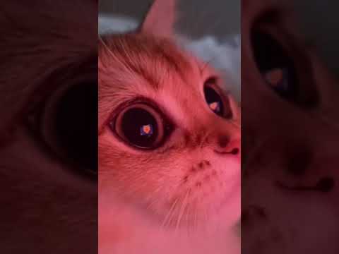 This cat has heart eyes|Must see!